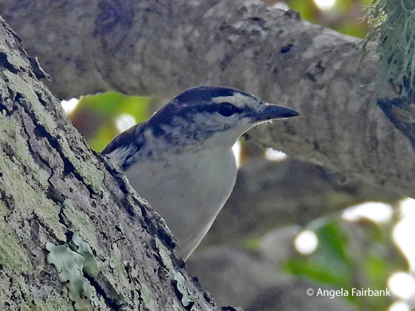 Polynesian triller (Lalage maculosa) 3