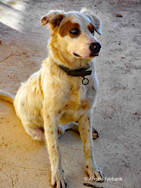 dog at caves 1