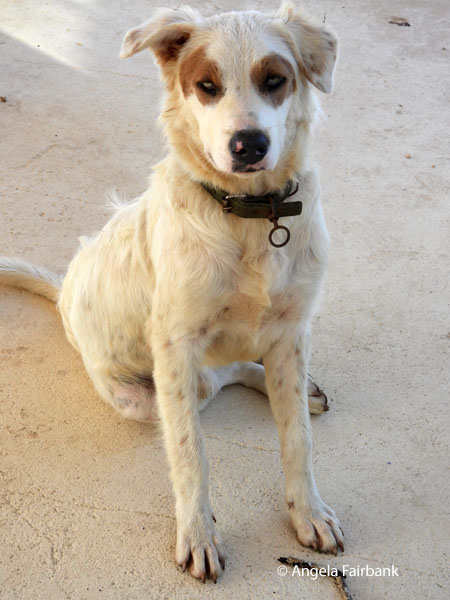 dog at caves 2