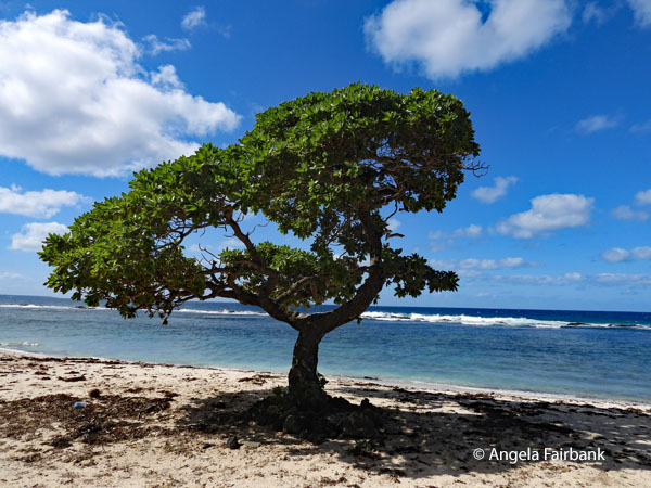 tree on beach at lunch place