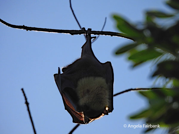 Pacific flying fox (<i>Pteropus tonganus</i> 1