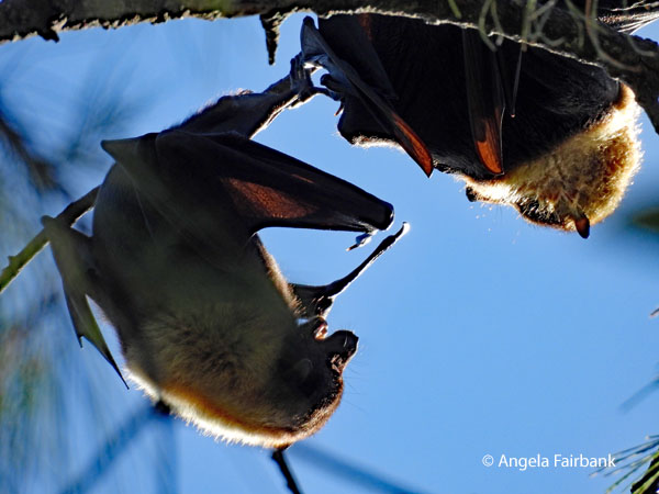Pacific flying fox (<i>Pteropus tonganus</i> 3
