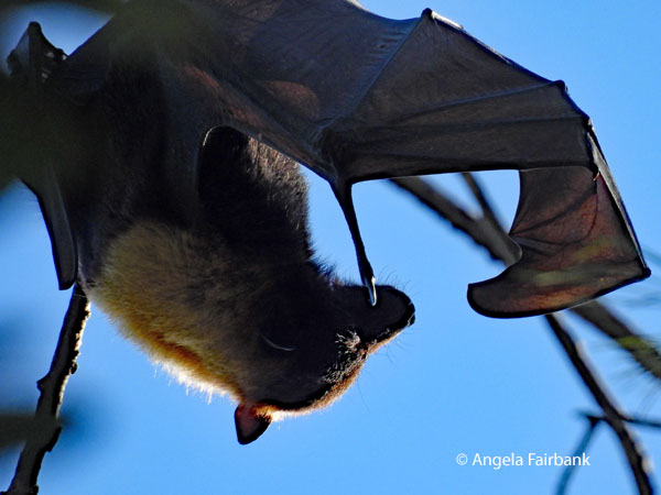 Pacific flying fox (<i>Pteropus tonganus</i> 4