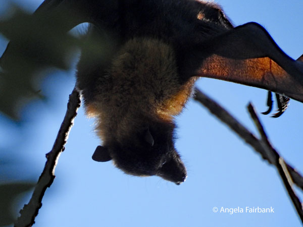 Pacific flying fox (<i>Pteropus tonganus</i> 6