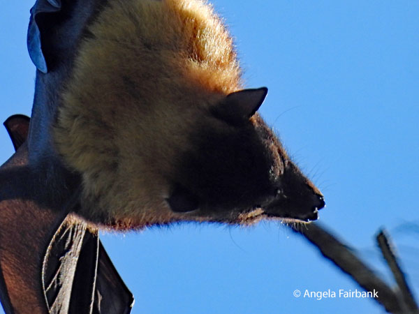 Pacific flying fox (<i>Pteropus tonganus</i> 7