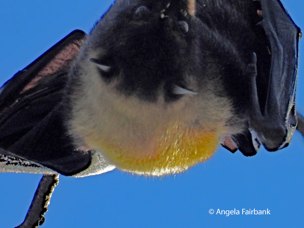 Pacific flying fox (<i>Pteropus tonganus</i> 8