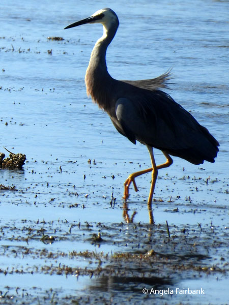 Pacific Reef Heron (<i>Egretta sacra</i>)