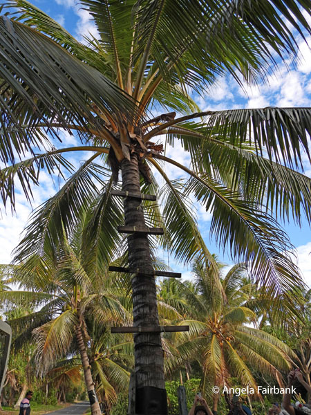 palm tree with ladder for toddy collection