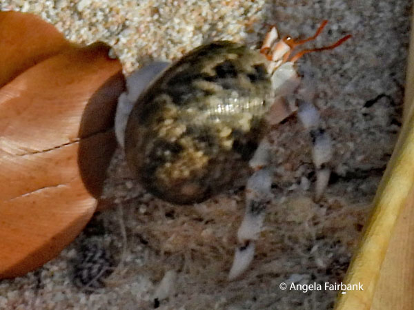 hermit crab on sand