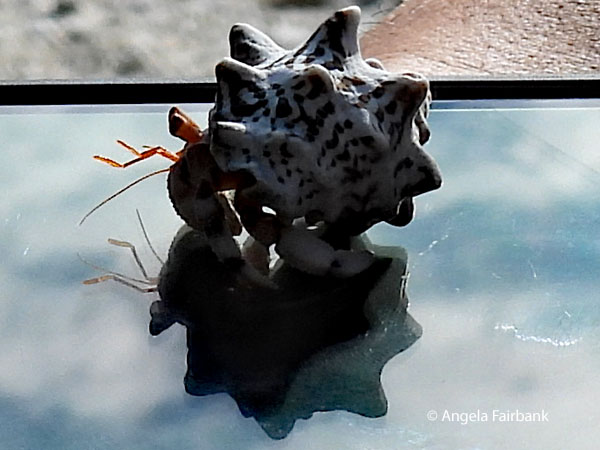 hermit crab on iphone