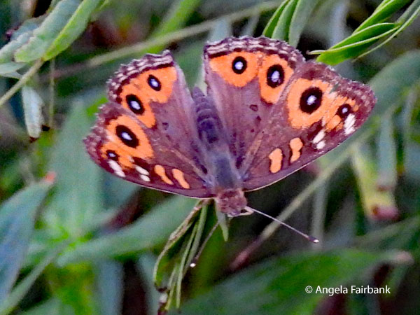 Meadow Argus (Junonia villida)