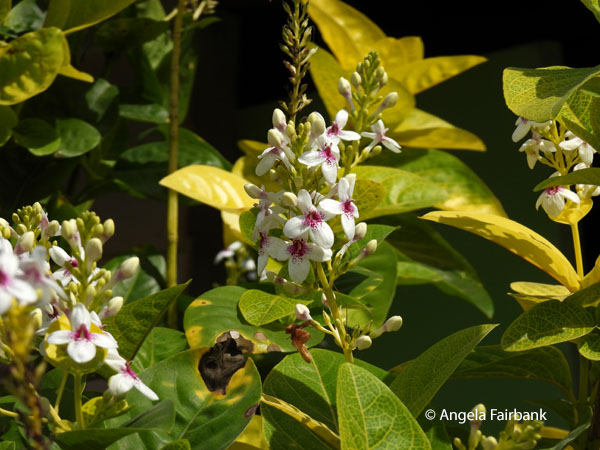 Carruthers' falseface (Pseuderanthemum carruthersii)