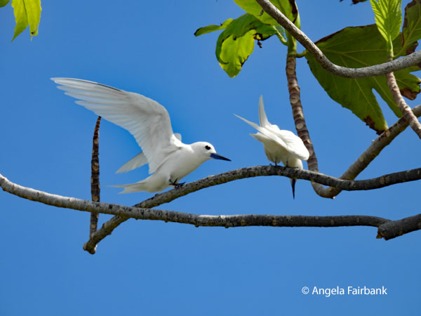 pair of blue-billed white terns (Gygis candida)