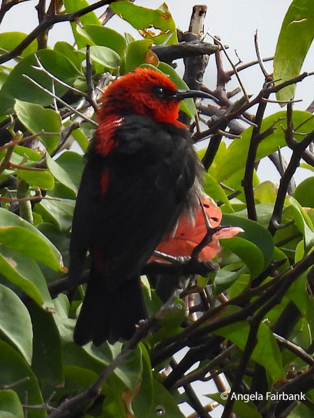 Cardinal Myzomela (<i>Myzomela cardinalis</i>) 1