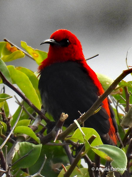 Cardinal Myzomela (<i>Myzomela cardinalis</i>) 2