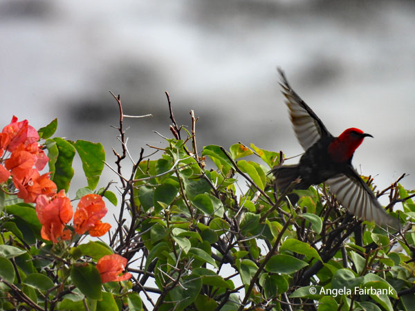 Cardinal Myzomela (<i>Myzomela cardinalis</i>) 3