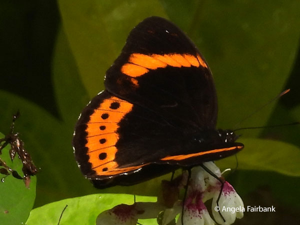 Eight-Spot Butterfly (<i>Hypolimnas octocula</i>)