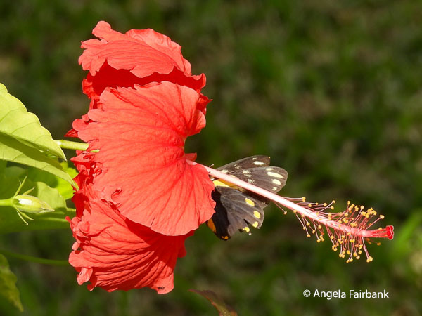 hibiscus at our resort