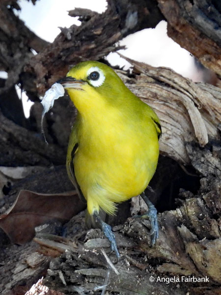 Endemic Vanuatu White-eye (Zosterops flavifrons)
