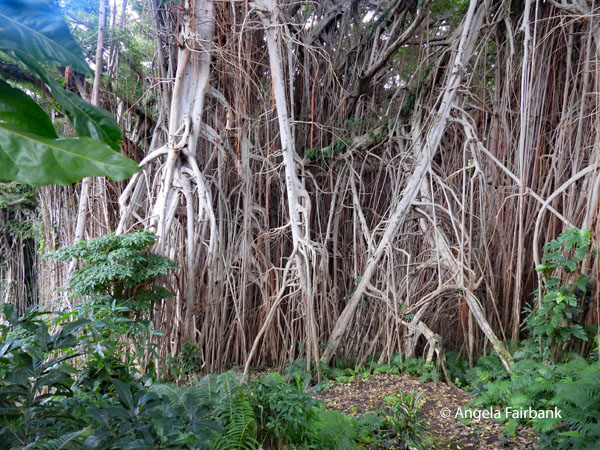 banyan tree 1