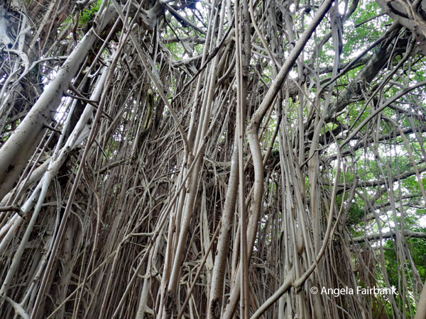 banyan tree 2