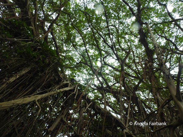 banyan tree 3