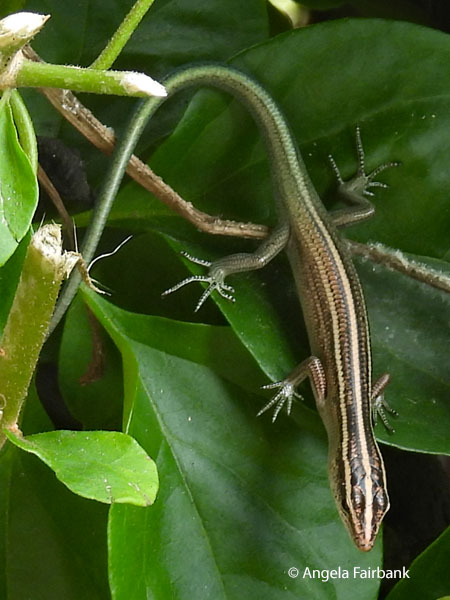 reptile look up on leaves