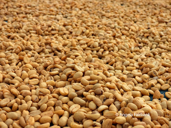 drying coffee beans