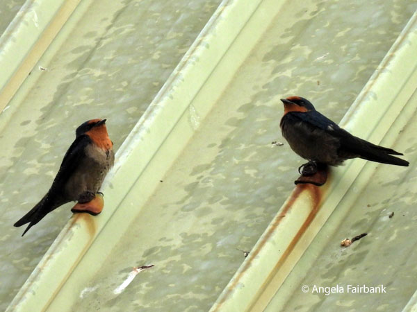 swallows on airport roof