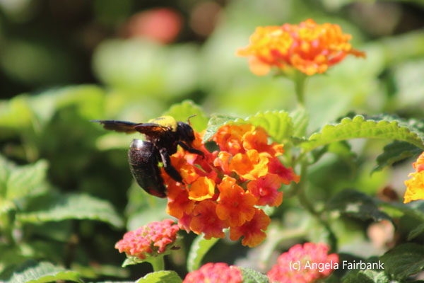 bee on flower 2