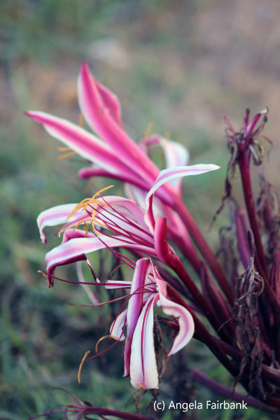 pink flower