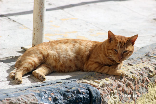 orange cat