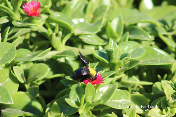 bee on flowers