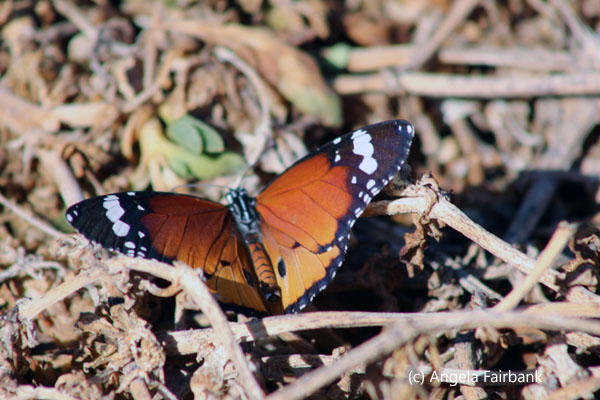 butterfly