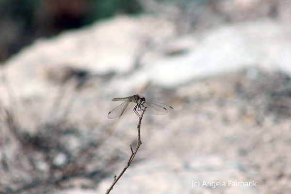 dragonfly
