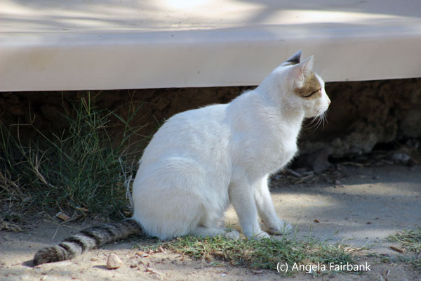 cat