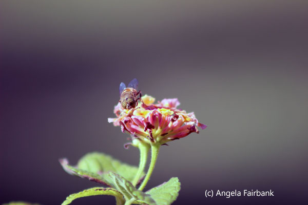bee on flower