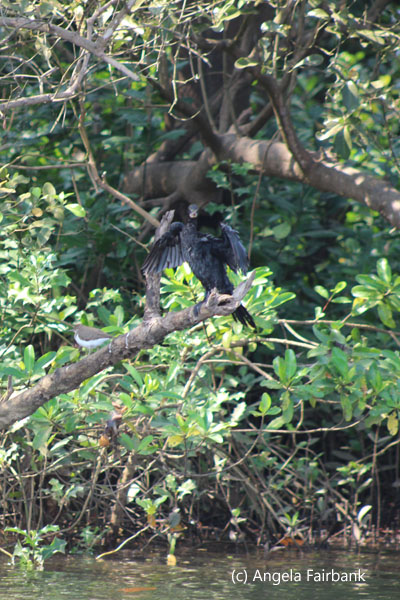 cormorant