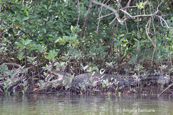 crocodile