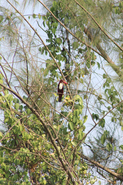 kingfisher