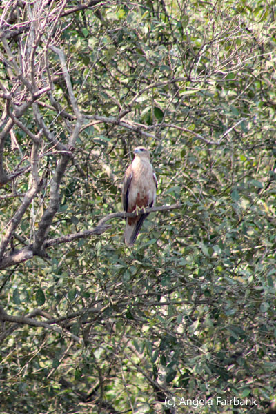 kite