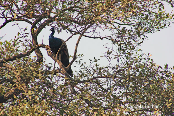 peacock