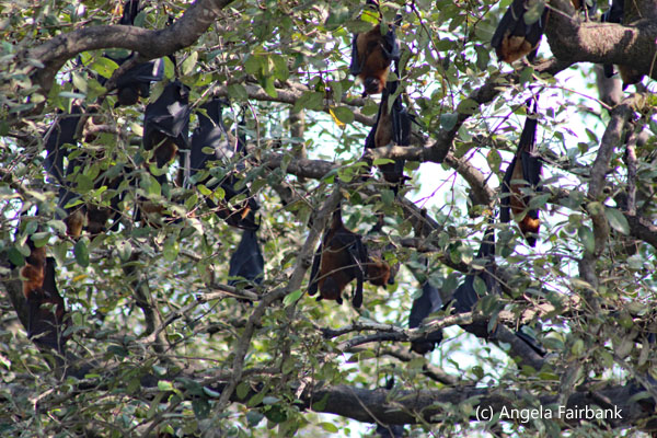 bats