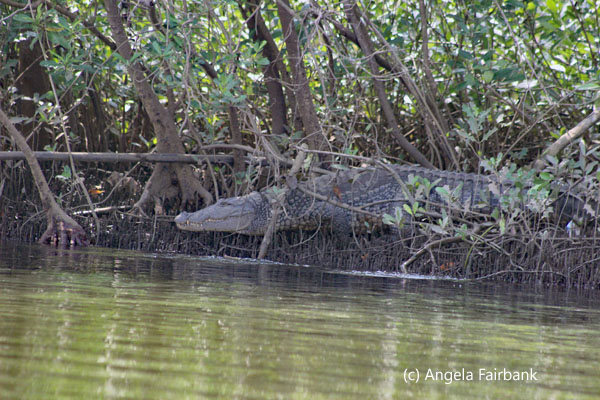 crocodile getting into water