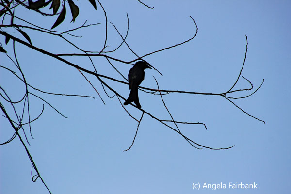 bird in tree