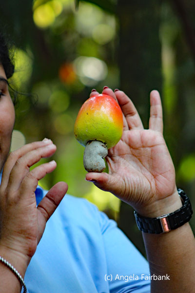 cashew apple and nut