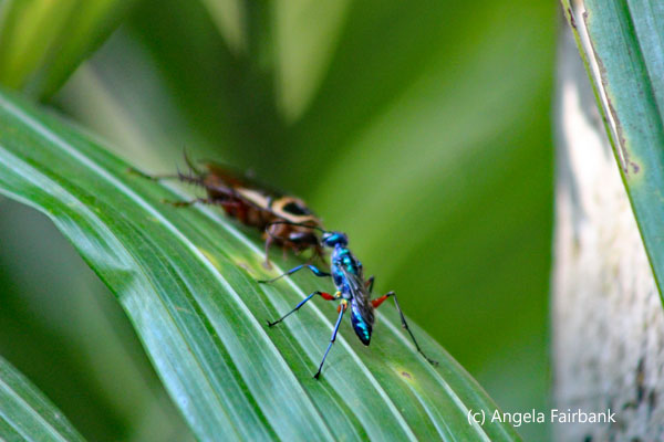 blue any and cockroach