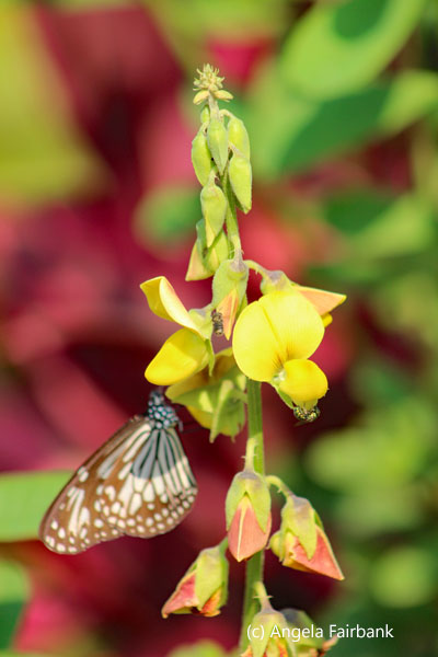 butterfly on yellow flower