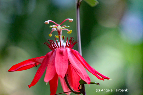 red flower