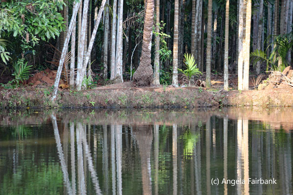 trees reflected in water